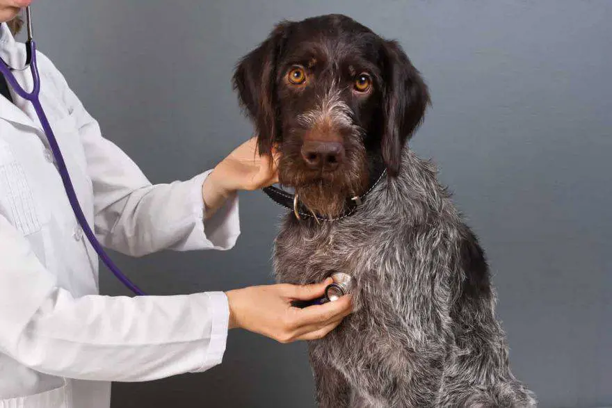 exámenes clínicos para perros