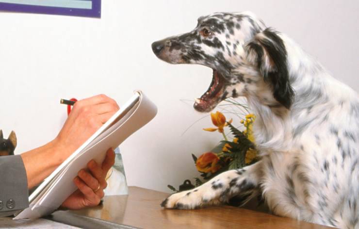 psicólogos para perros y gatos