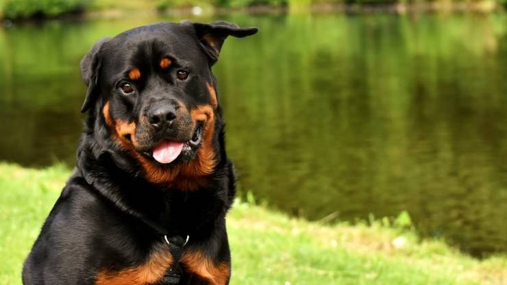 Rottweiler perro alimentación comer dieta