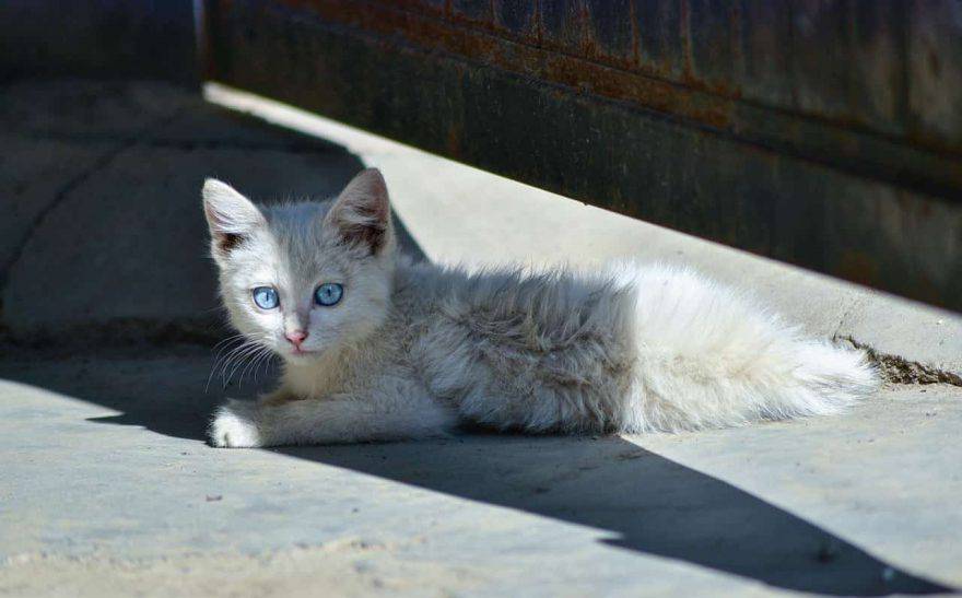 encontrar gato callejero