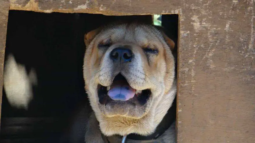 perro se ahoga