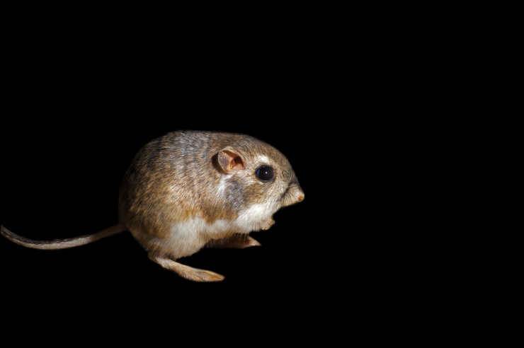 Rata canguro