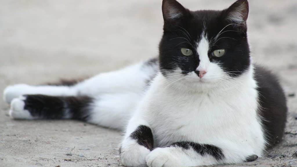 Razas de gatos blancos y negros: felinos con "look de esmoquin" - Vida