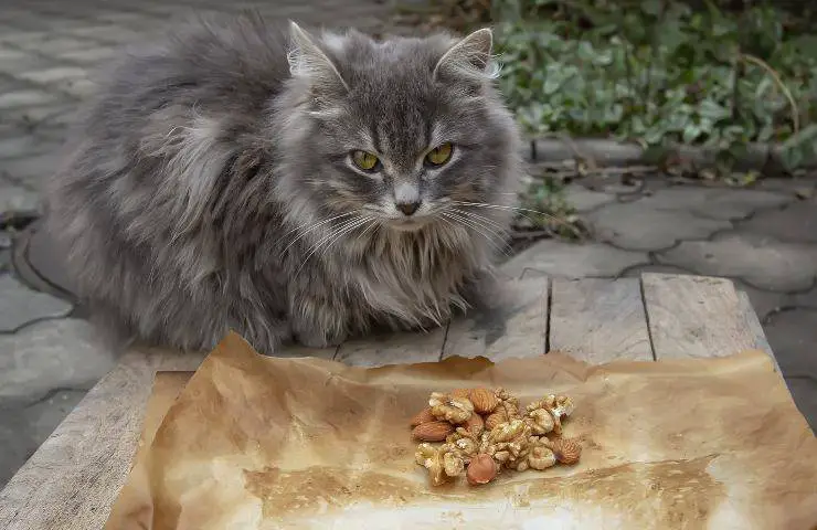 ojos de almendra y almendra gato gatos con ojos almendrados