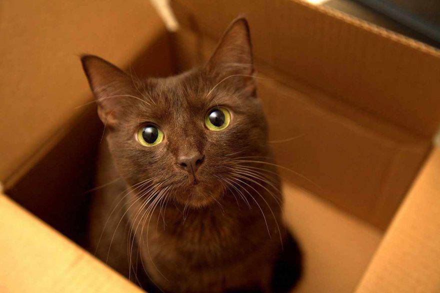 gato marrón