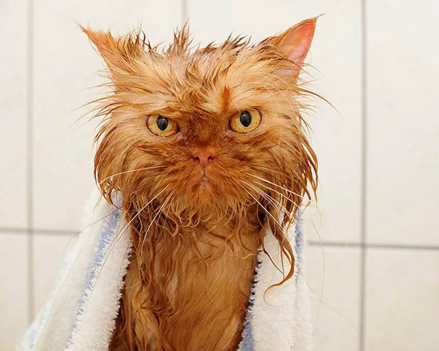 razas de gatos peligrosas