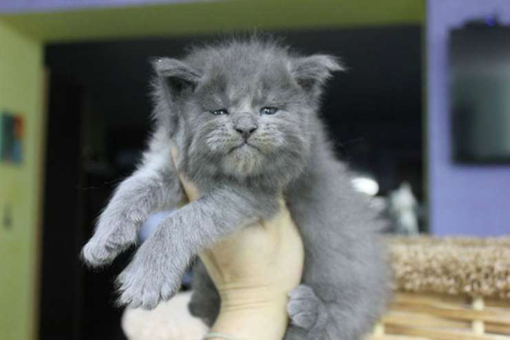Felino de Maine Coon (Foto de Instagram)