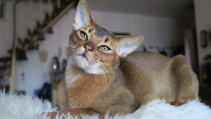 gato abisinio razas de gatos que se enferman