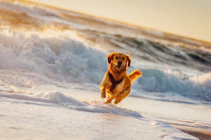 Razas de perros amantes del mar: alegres nadadores peludos - Vida con