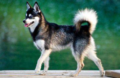 razas de perros recientes