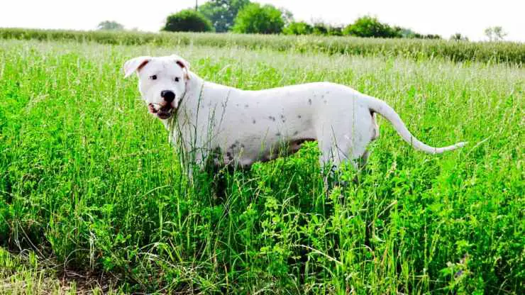 razas de perros compatibles con dogo argentino