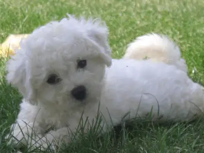 razas de perros blancos