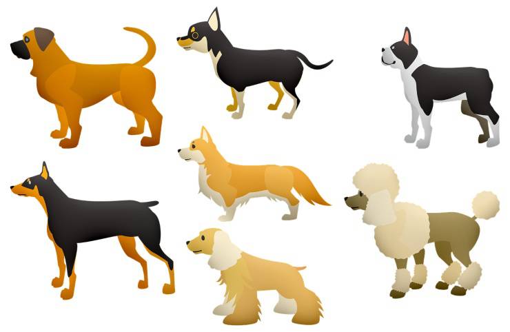 perros