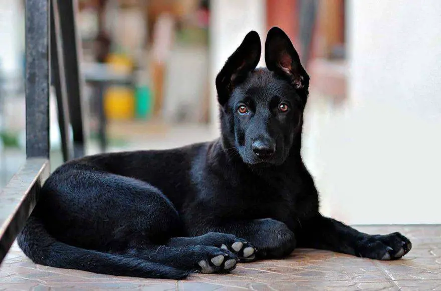 perros de pelo negro