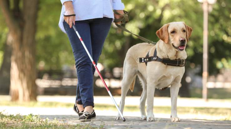 perros para ciegos