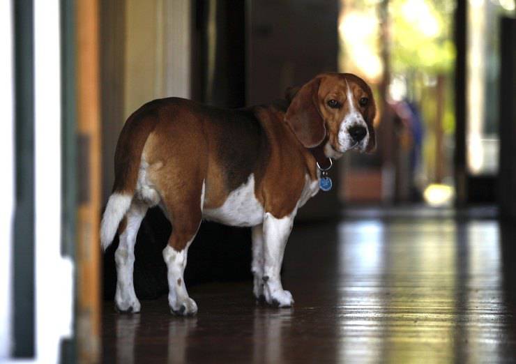 beagle