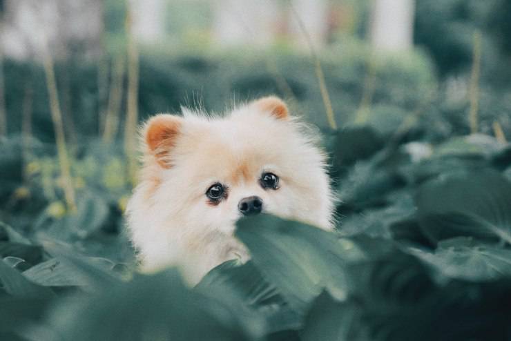 Razas de perros que parecen cachorros incluso cuando son adultos