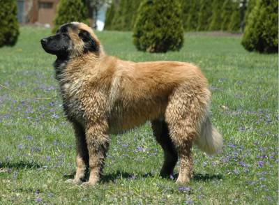 Perro de la Serra da Estrela