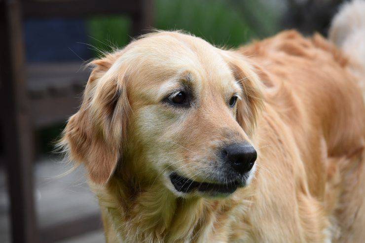 Razas de perros fáciles de entrenar
