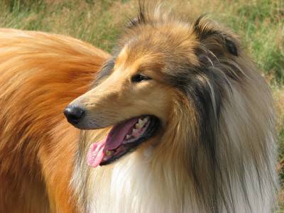 collie1