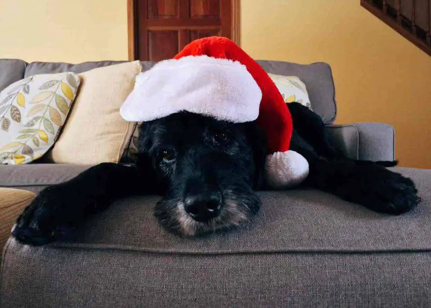 diy regalos de navidad perros