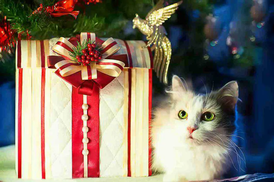 Regalos de navidad para gatos