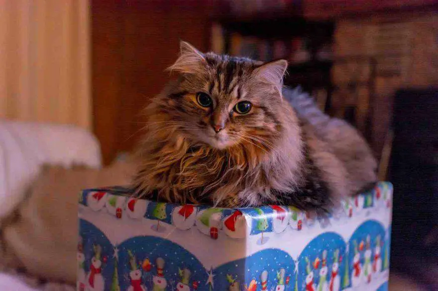 Regalos de Navidad para gatos de menos de 10 euros