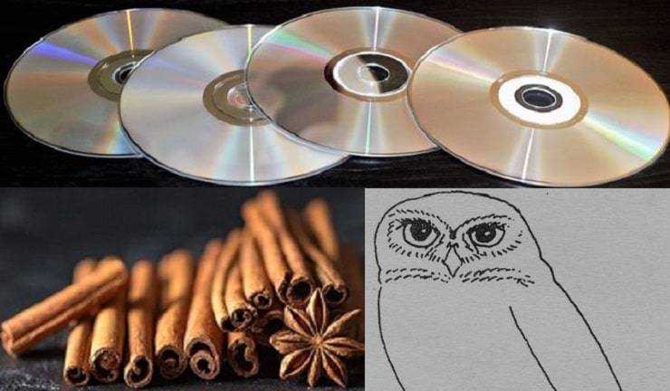 cd canela y dibujo de buho