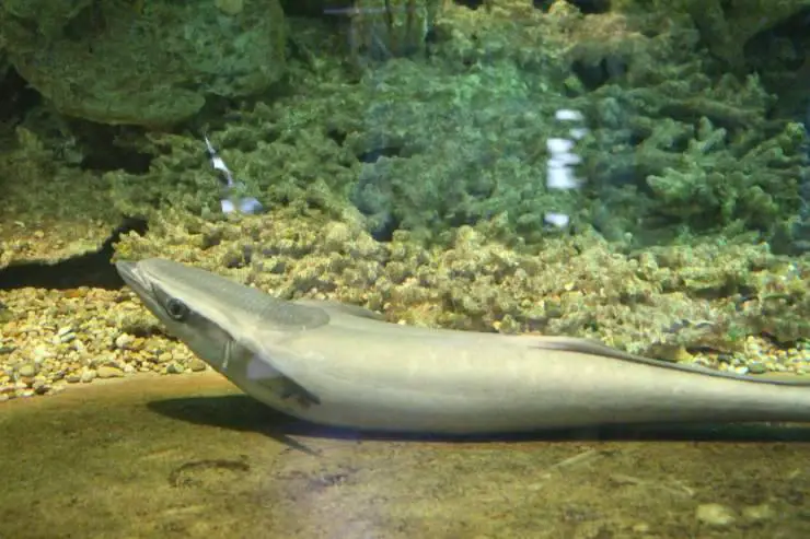 Remora se adhiere a los tiburones