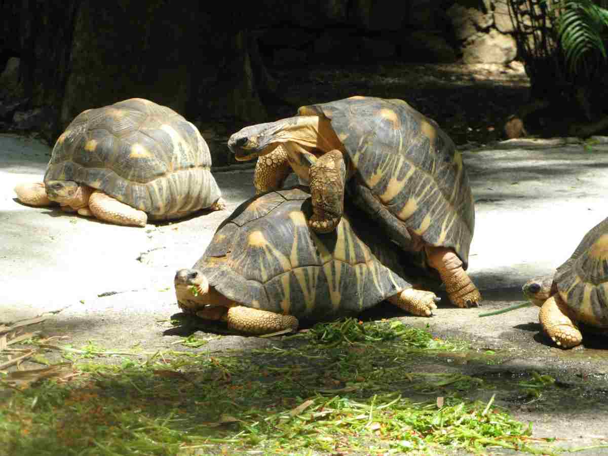 Reproducción de tortugas terrestres