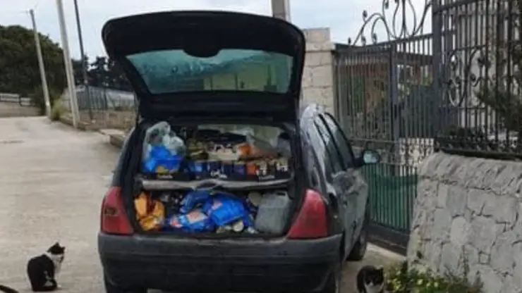 Coche robado del hombre gato