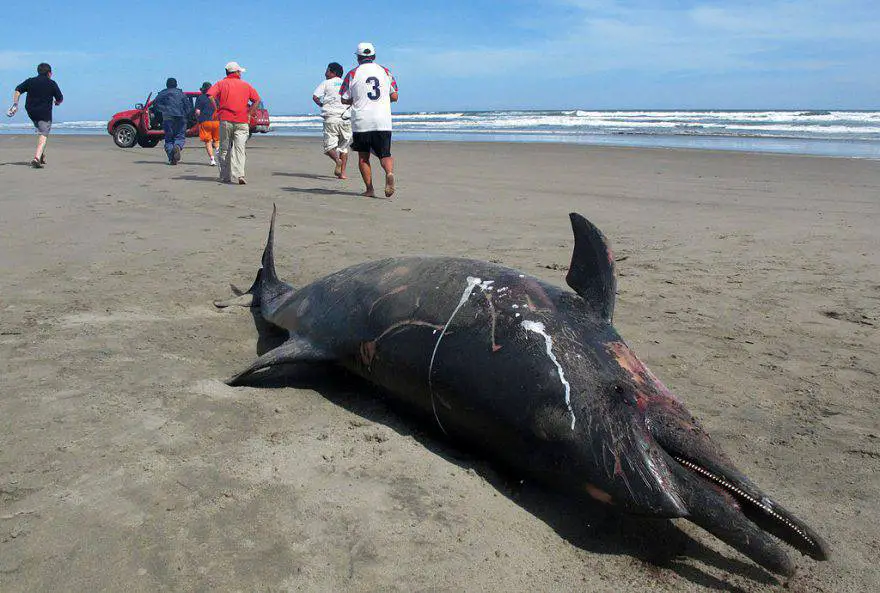 Delfín muerto en la playa © Getty