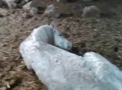 rescate animal