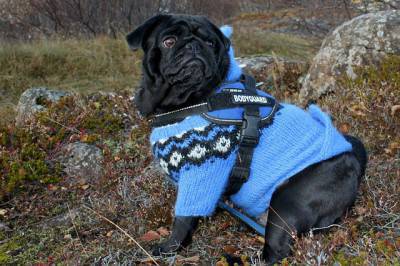 ropa para perros