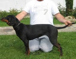 Sabueso yugoslavo