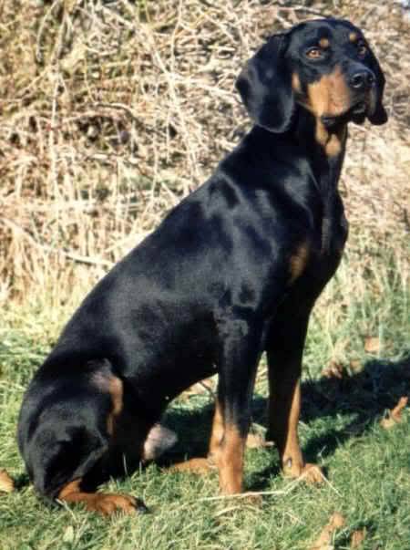 Sabueso yugoslavo