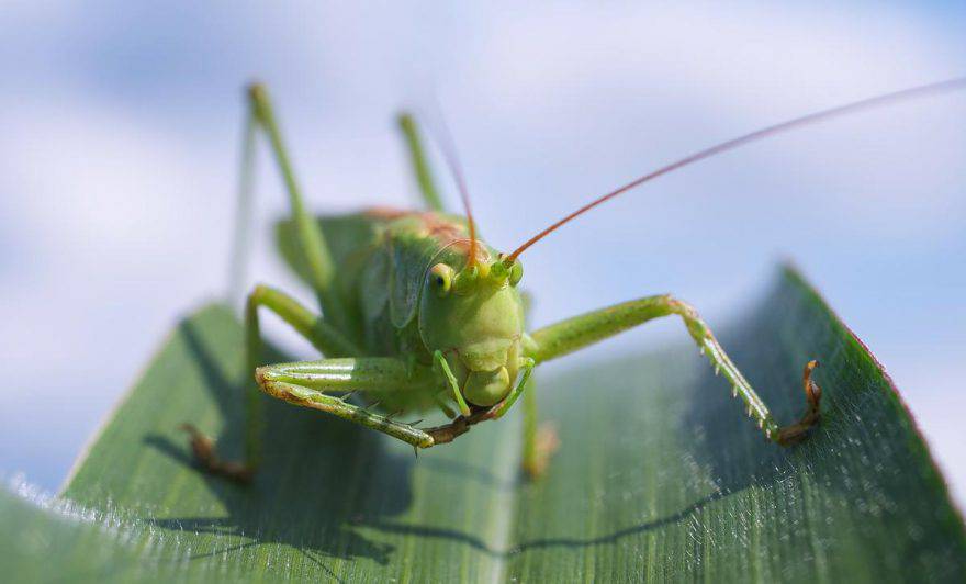 Saltamontes