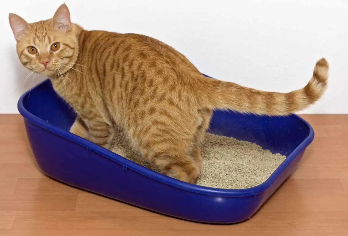 sangre en la orina del gato_ causas, síntomas y precauciones (foto iStock)