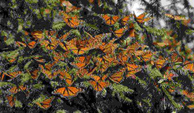 santuario de mariposas
