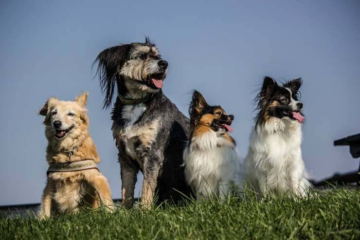 Cuatro perros (Foto Pixabay)