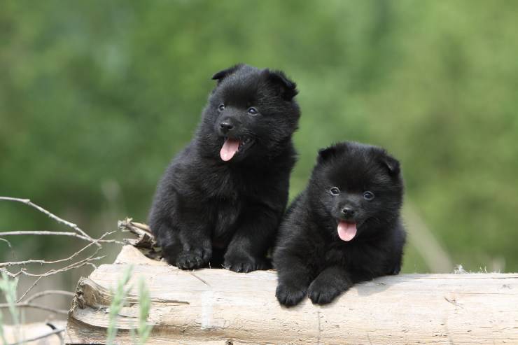 Cachorro Schipperke