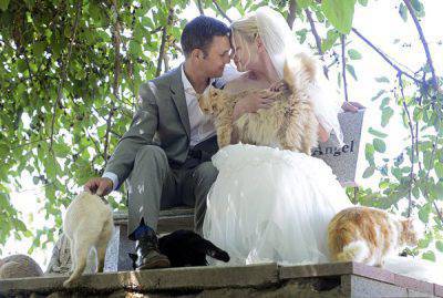 gatos de boda