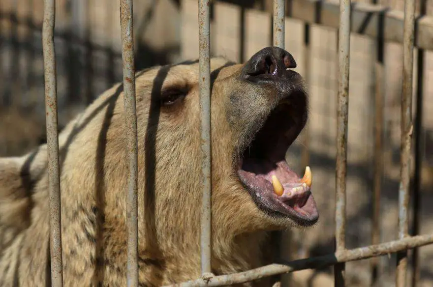 Oso en el zoológico © Getty