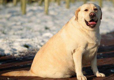 perro obeso