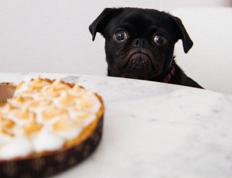 pastel de comida para perros