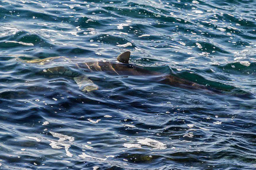 Tiburón © Getty