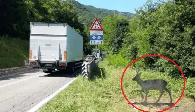 Señales de cruce de animales
