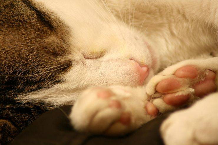 gato que significa soñar