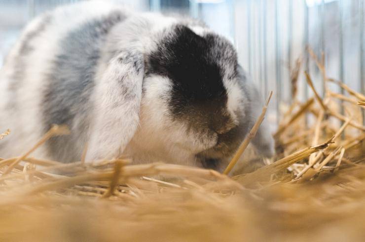 Conejo