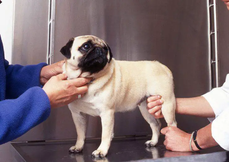 reconocer los síntomas de la displasia de cadera en perros
